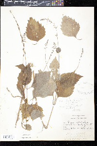 Phryma leptostachya image