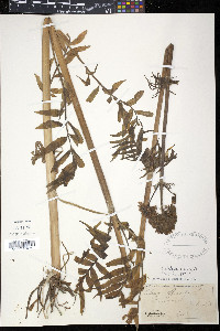 Valeriana officinalis image