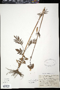 Valeriana officinalis image