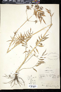 Valeriana officinalis image