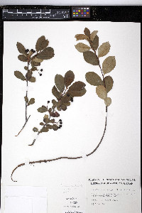 Aronia melanocarpa image