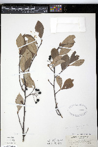Aronia melanocarpa image