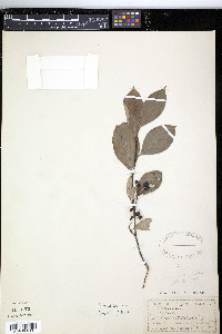 Aronia melanocarpa image