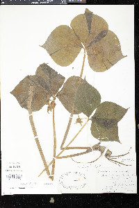 Trillium cernuum image