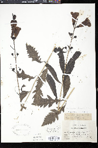 Aureolaria flava image
