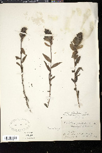 Castilleja septentrionalis image