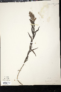 Castilleja septentrionalis image