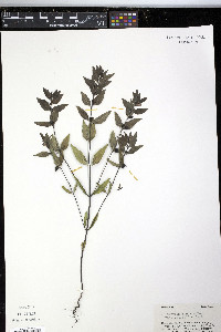 Melampyrum lineare var. latifolium image
