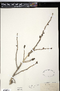Daphne mezereum image