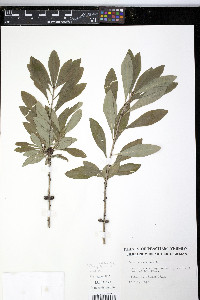 Daphne mezereum image