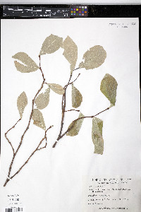 Dirca palustris image