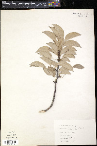 Pyrus communis image