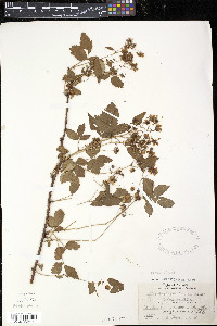Rubus setosus image