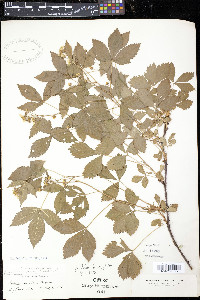 Rubus setosus image
