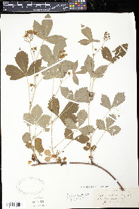 Rubus setosus image
