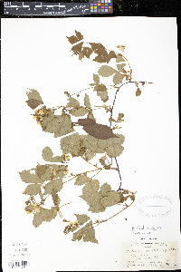 Rubus setosus image
