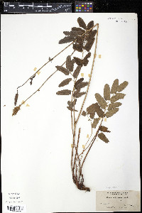 Sanguisorba canadensis image