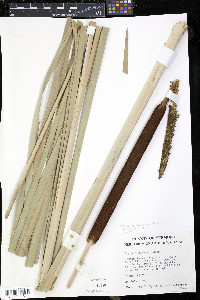 Typha × glauca image