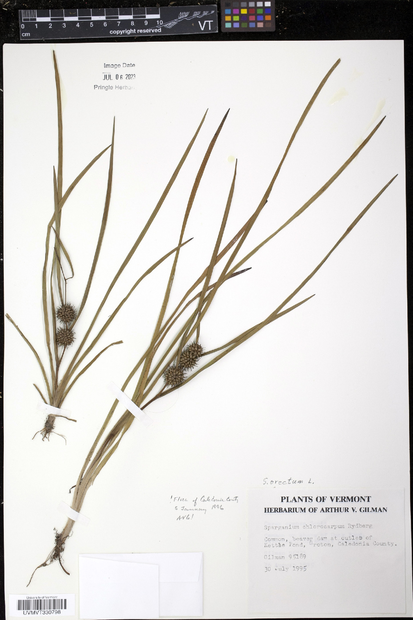 Sparganium erectum image