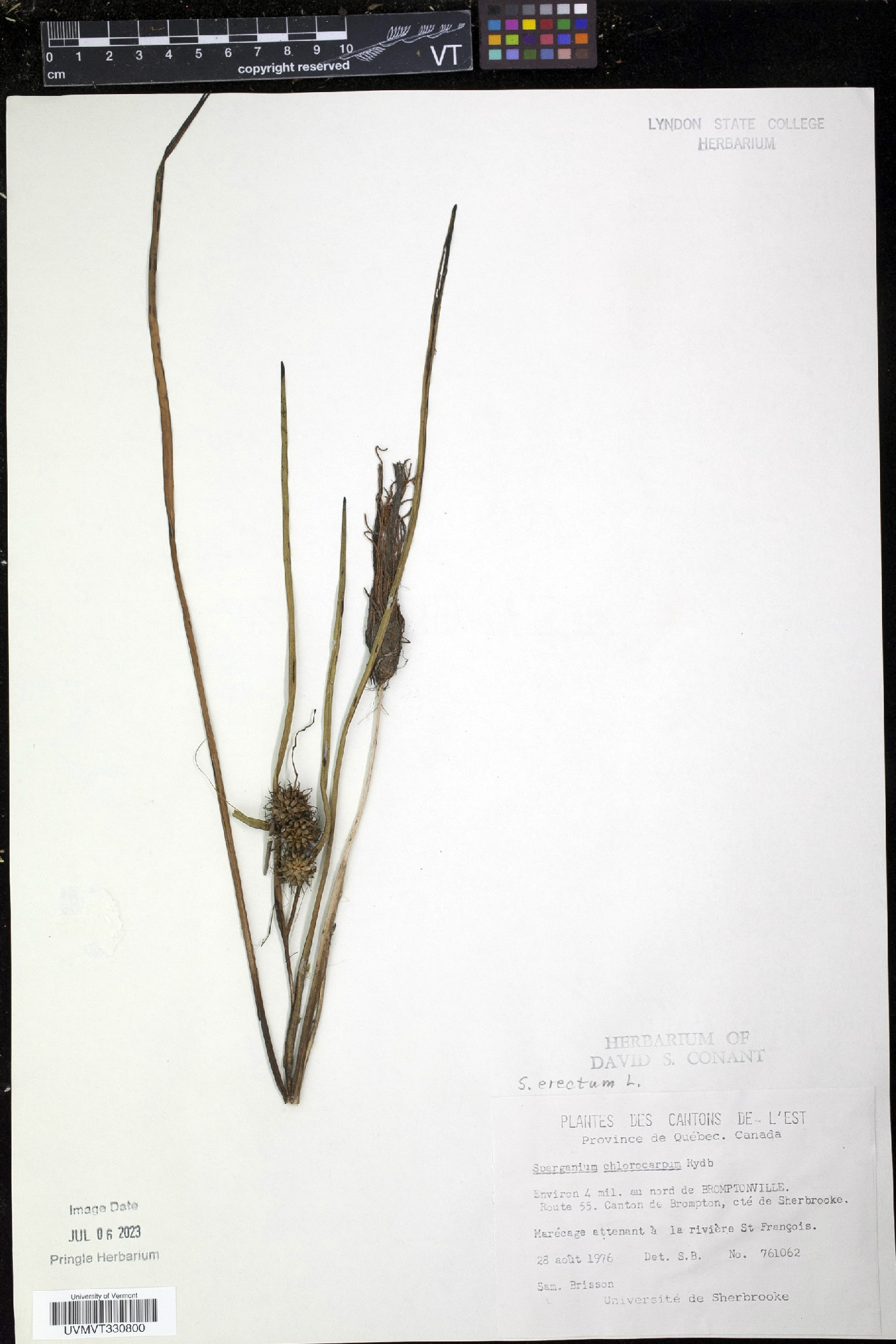 Sparganium erectum image
