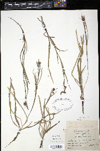 Sparganium erectum image