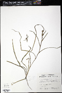 Sparganium erectum image