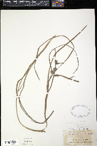 Sparganium angustifolium image