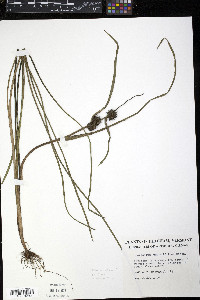 Sparganium angustifolium image