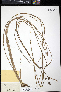 Sparganium angustifolium image