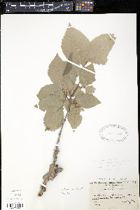 Ulmus procera image