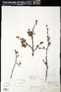 Ulmus thomasii image