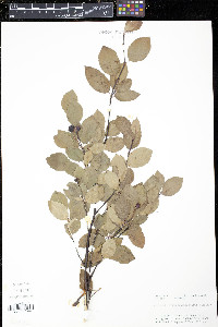 Amelanchier bartramiana image