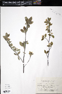 Amelanchier bartramiana image