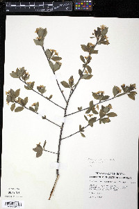 Amelanchier bartramiana image