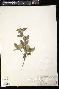 Amelanchier bartramiana image