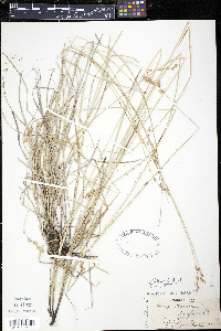 Carex straminea image