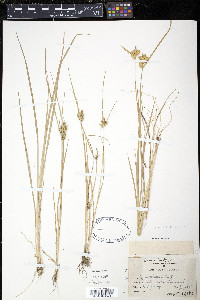 Carex oederi image