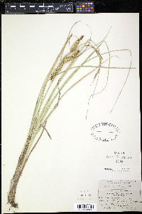 Carex vesicaria var. monile image