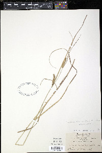 Carex vesicaria var. monile image
