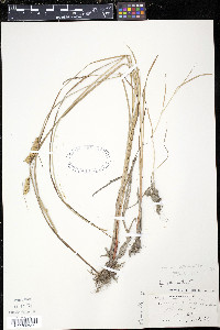 Carex vesicaria var. monile image
