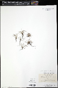 Cyperus subsquarrosus image