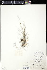 Rhynchospora alba image