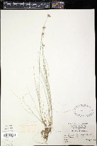 Rhynchospora alba image