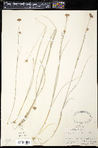 Rhynchospora alba image