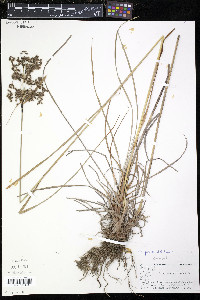 Scirpus atrocinctus image