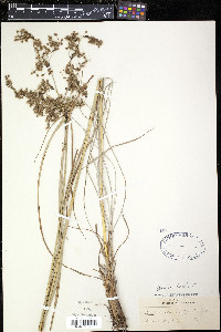Scirpus atrocinctus image