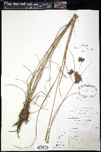 Scirpus atrocinctus image