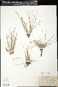 Eleocharis ovata image