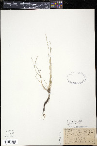 Eleocharis ovata image