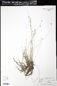 Eleocharis erythropoda image